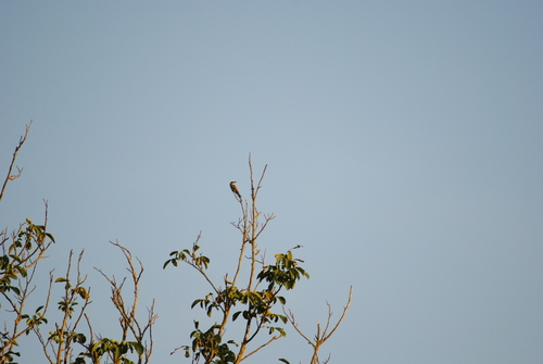 European Bee-eater