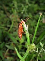 Selonodon