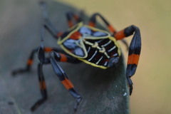 Pachylis acutangulus