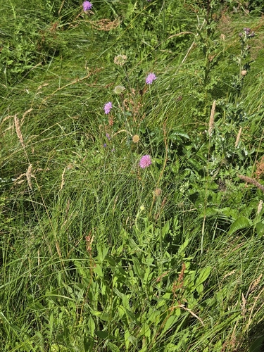 Field Scabious