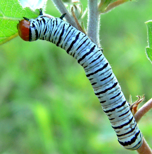 Hieroglyphic Moth