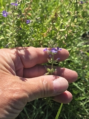 Stemodia durantifolia, photograph author not stated, no rights reserved