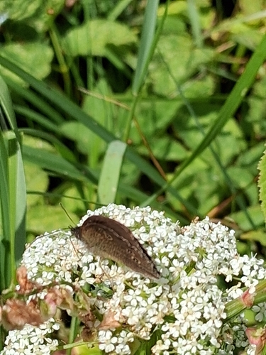 Ringlet
