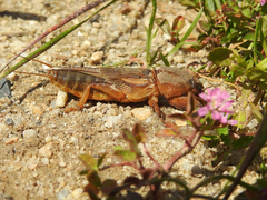 Gryllotalpa vineae