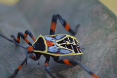 Pachylis acutangulus