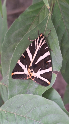 Jersey Tiger