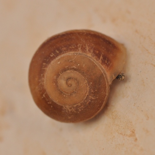 Chocolate-band Snail