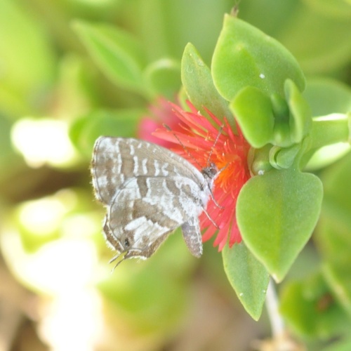 Common Geranium-bronze