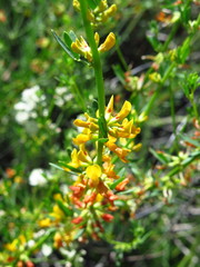 Acmispon glaber