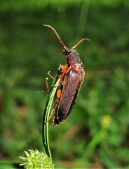 Selonodon