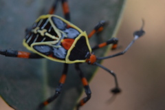 Pachylis acutangulus