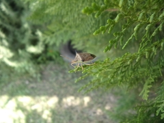 Diceraeus melacanthus