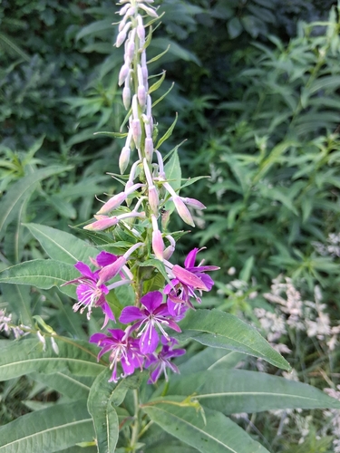 fireweed