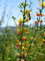 Acmispon glaber
