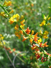 Acmispon glaber