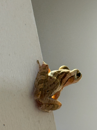 Common Tree Frog, Polypedates leucomystax