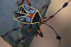 Pachylis acutangulus