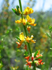 Acmispon glaber