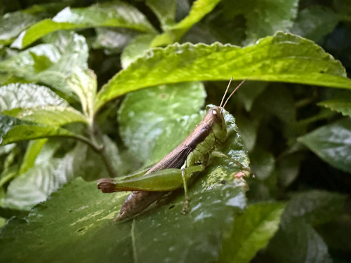 Short-winged Rice Grasshopper photo 2