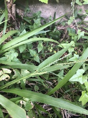 Paspalum langei