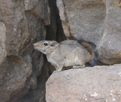 Speke's Gundi photo 5