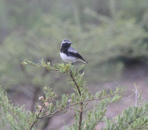 Somali Wheatear