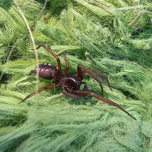 Nurscia albomaculata