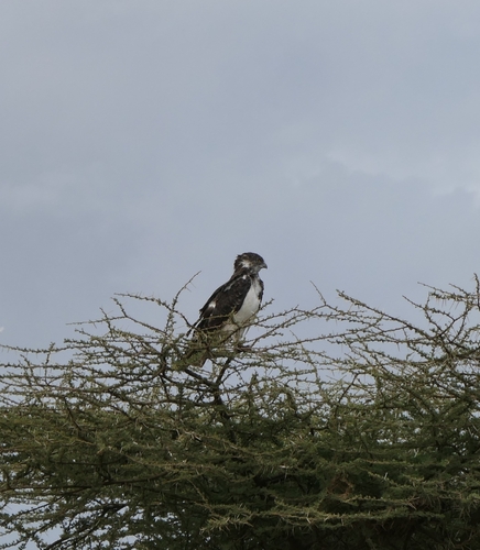 Black-chested Snake-Eagle