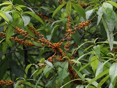 Debregeasia orientalis, photograph (c) 卢江离, some rights reserved (CC BY)