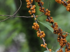 Debregeasia orientalis, photograph (c) 卢江离, some rights reserved (CC BY)
