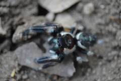 Phidippus audax