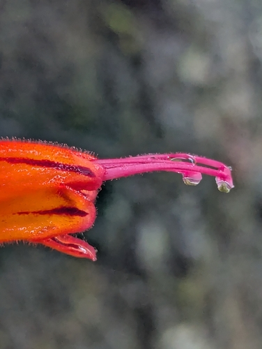 Aeschynanthus parviflorus, photograph 2