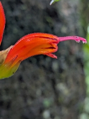 Aeschynanthus parviflorus, photograph (c) Sagnik Dutta Roy, some rights reserved (CC BY)
