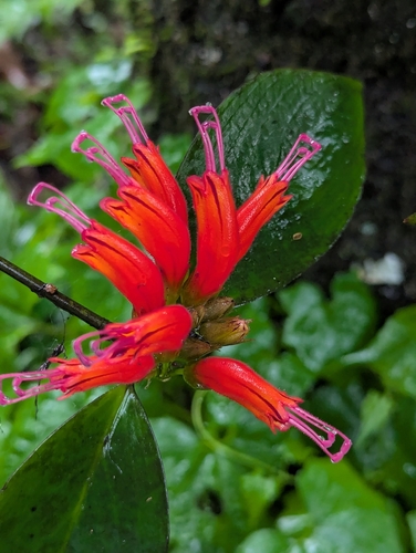Aeschynanthus parviflorus, photograph 4