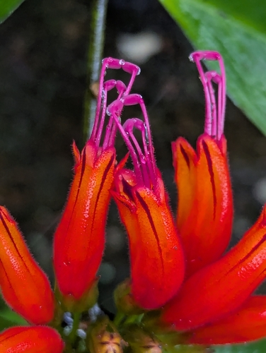 Aeschynanthus parviflorus, photograph 5
