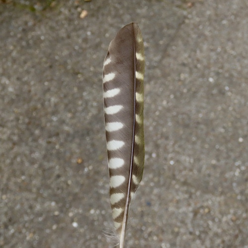 Eurasian Green Woodpecker