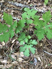 Stylophorum diphyllum