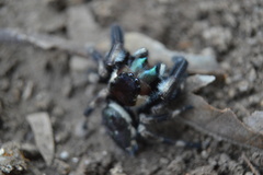 Phidippus audax