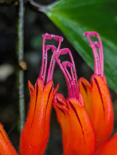 Aeschynanthus parviflorus, photograph 6