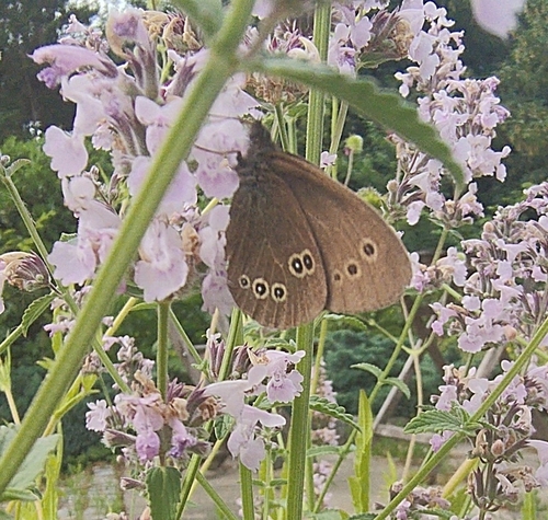 Ringlet
