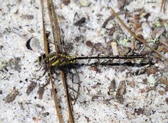 Phanogomphus diminutus