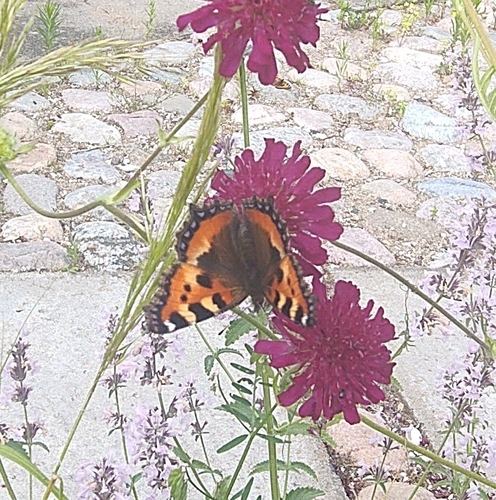 Small Tortoiseshell