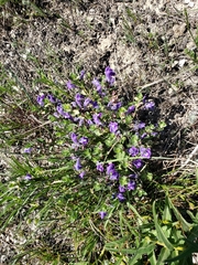 Scutellaria wrightii
