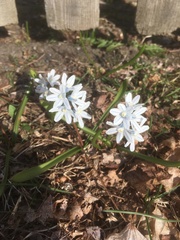 Puschkinia