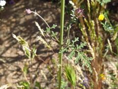 Salvia columbariae