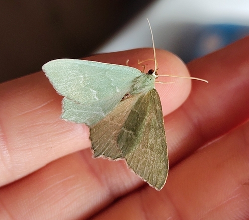 Common Emerald
