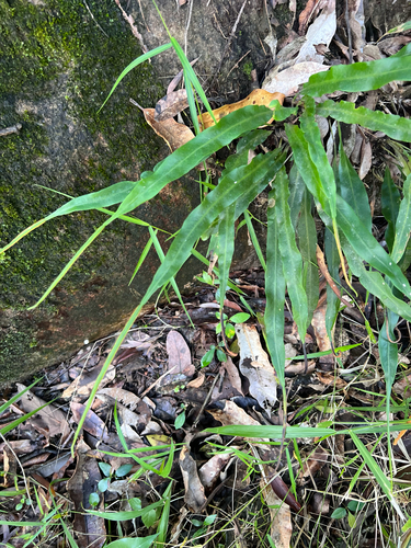 Lepisorus mucronatus observed 2026-07-01