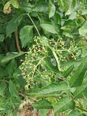 European black elderberry