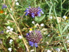 Salvia columbariae