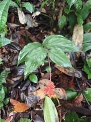 Globba atrosanguinea
